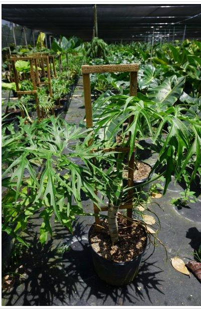 philodendron-warszewiczii-super-lacy-philodendron