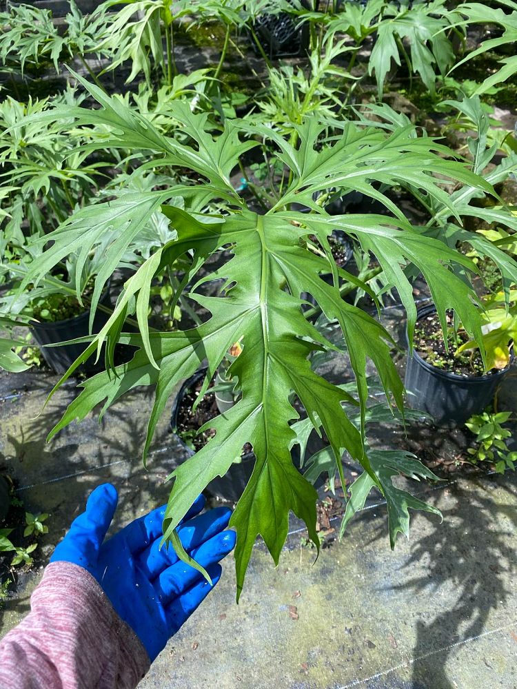 philodendron-warszewiczii-super-lacy-philodendron