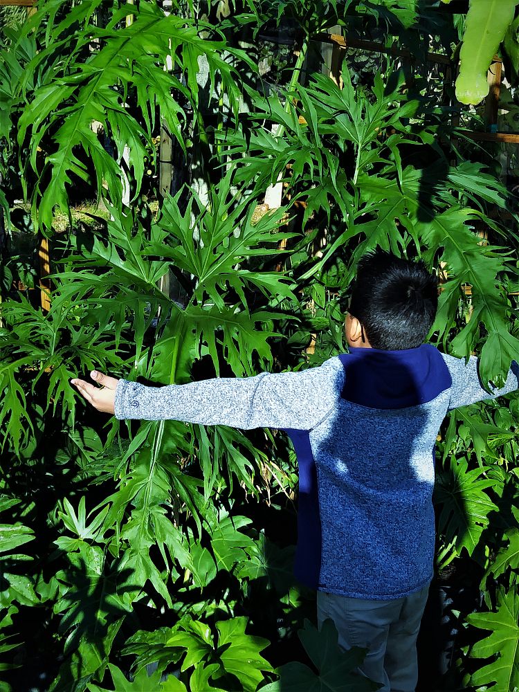 philodendron-warszewiczii-super-lacy-philodendron