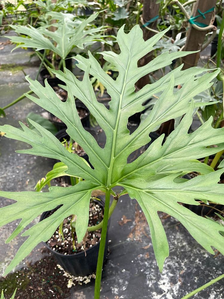 philodendron-warszewiczii-super-lacy-philodendron