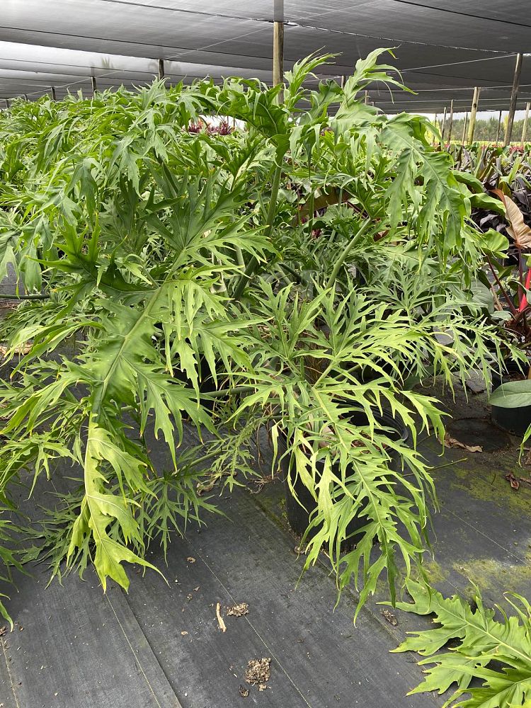 philodendron-warszewiczii-super-lacy-philodendron