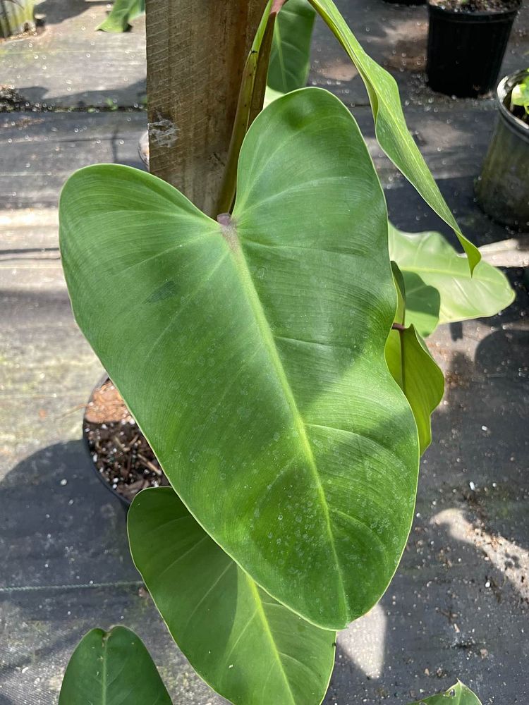 philodendron-waterfall