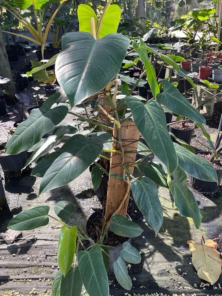 philodendron-waterfall
