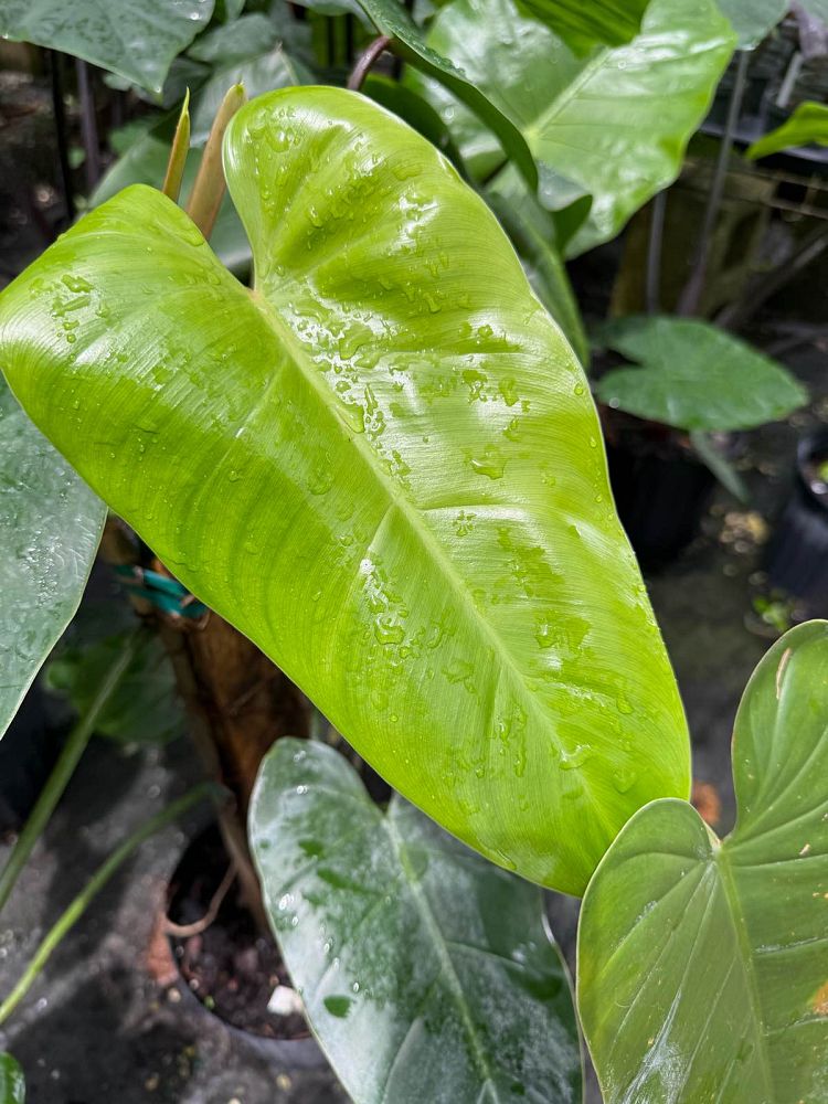 philodendron-waterfall