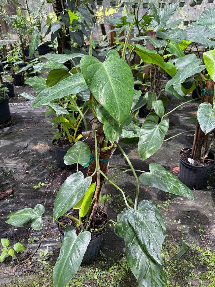 philodendron-waterfall