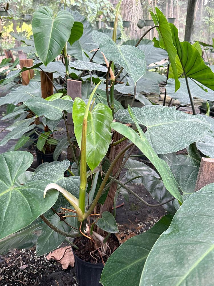 philodendron-waterfall