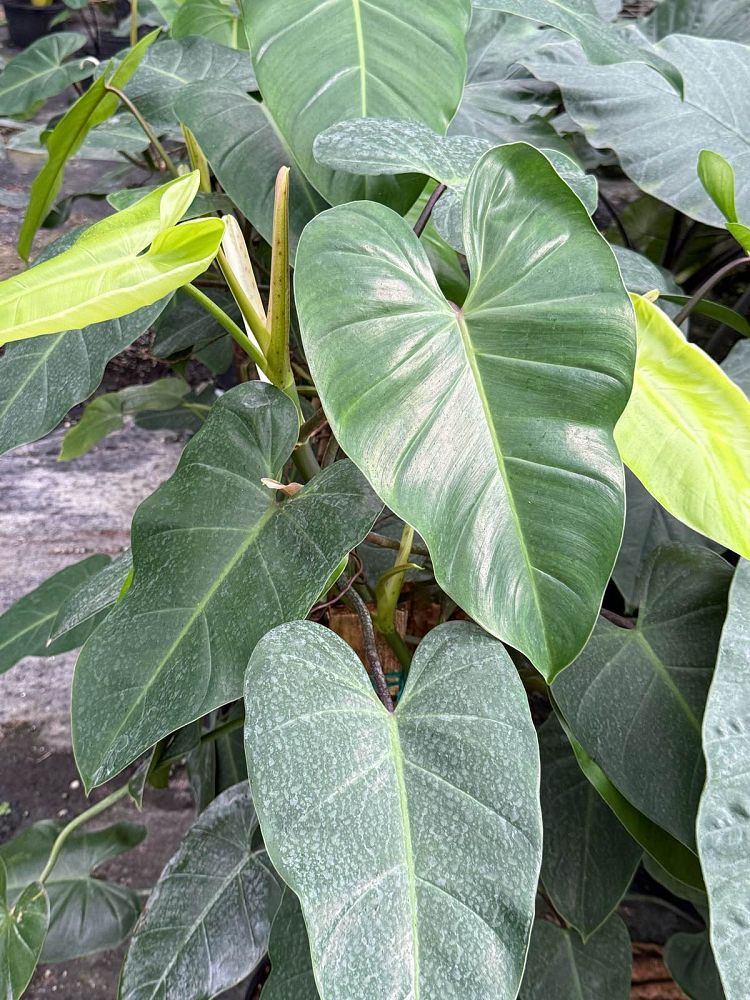 philodendron-waterfall