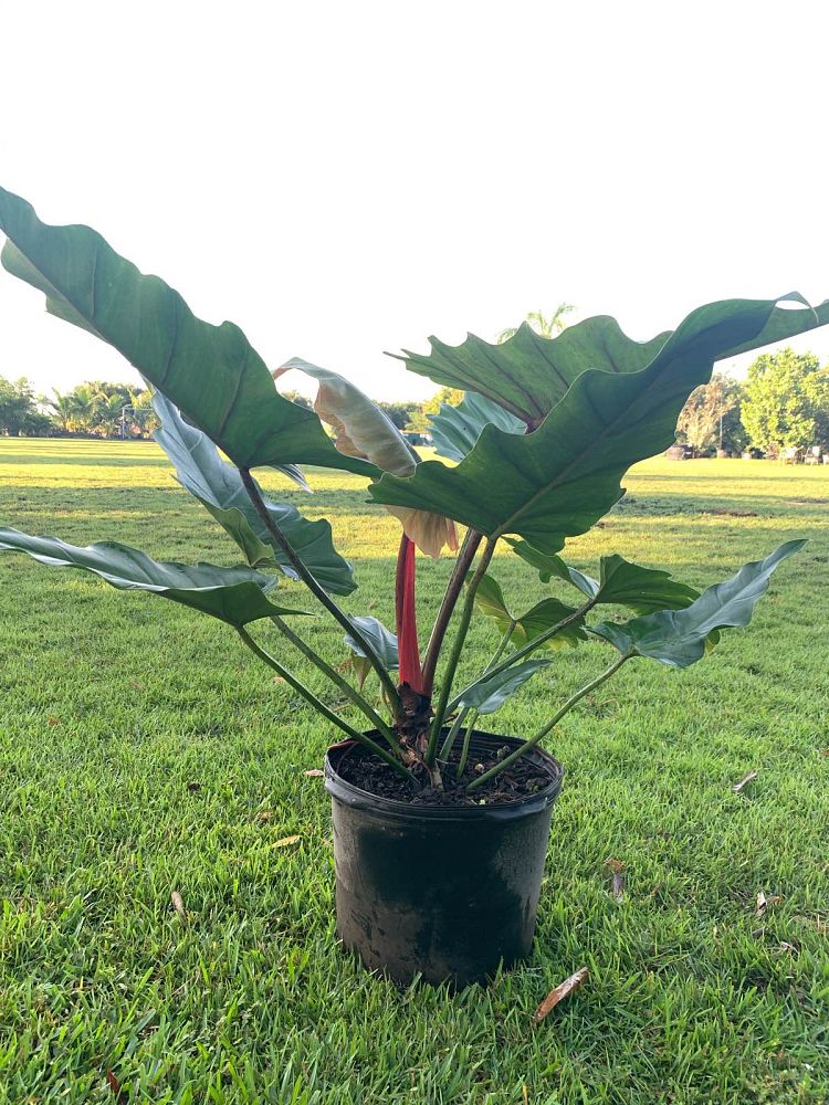 philodendron-weeks-red-hybrid