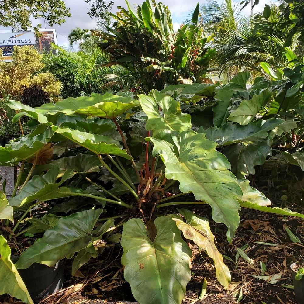 philodendron-weeks-red-hybrid