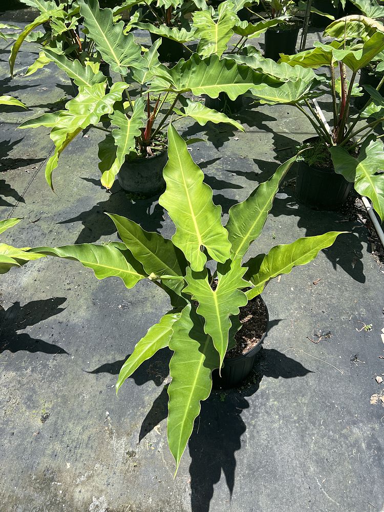 philodendron-weeks-red-hybrid