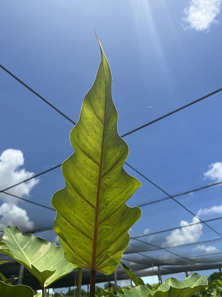 philodendron-weeks-red-hybrid