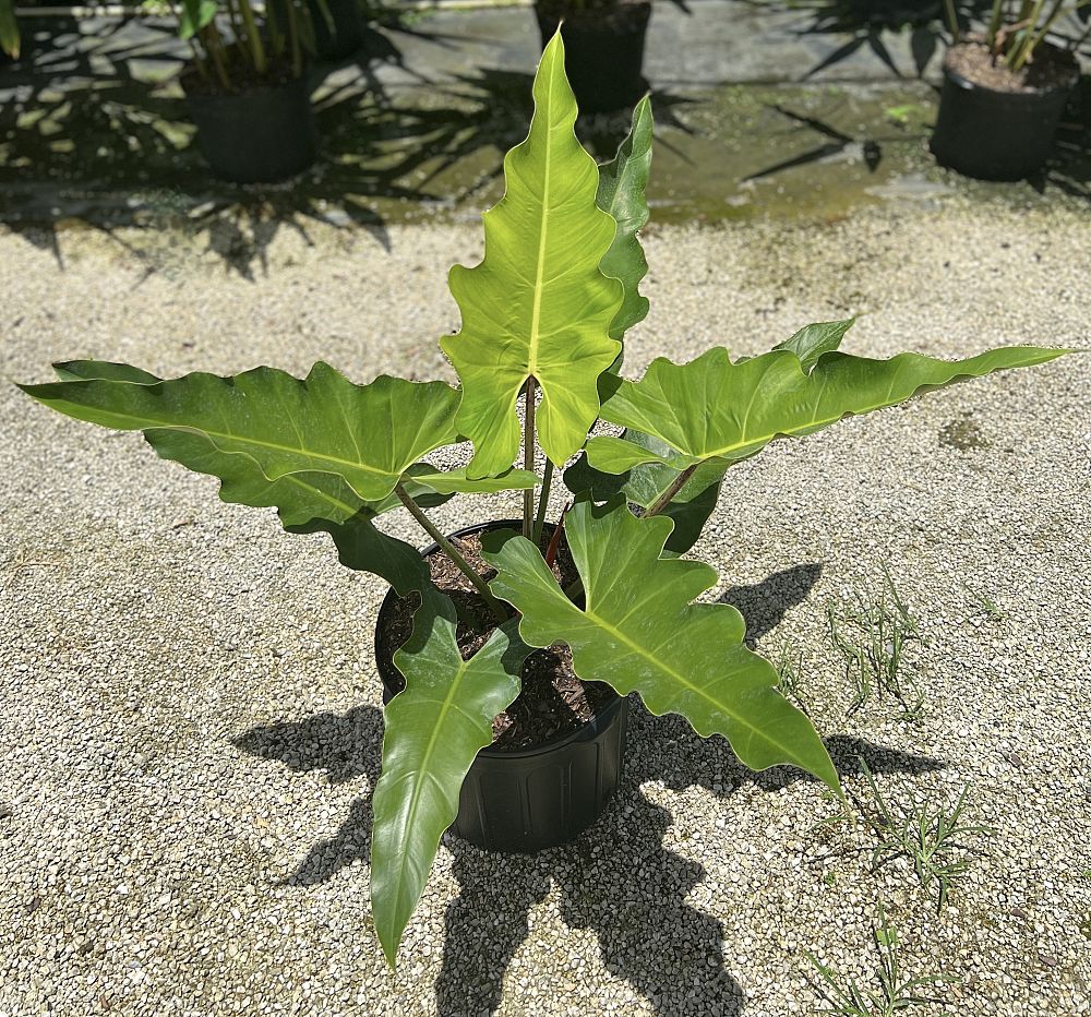 philodendron-weeks-red-hybrid