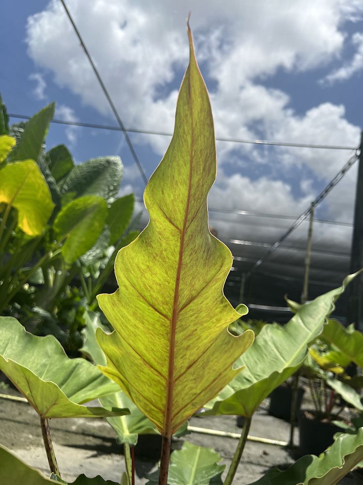 philodendron-weeks-red-hybrid