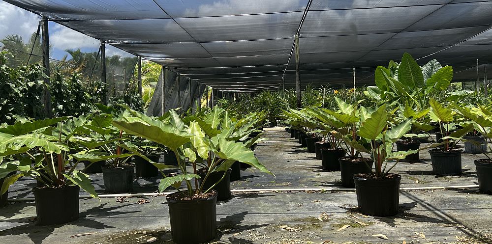 philodendron-weeks-red-hybrid