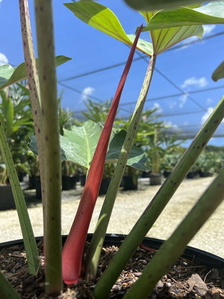 philodendron-weeks-red-hybrid