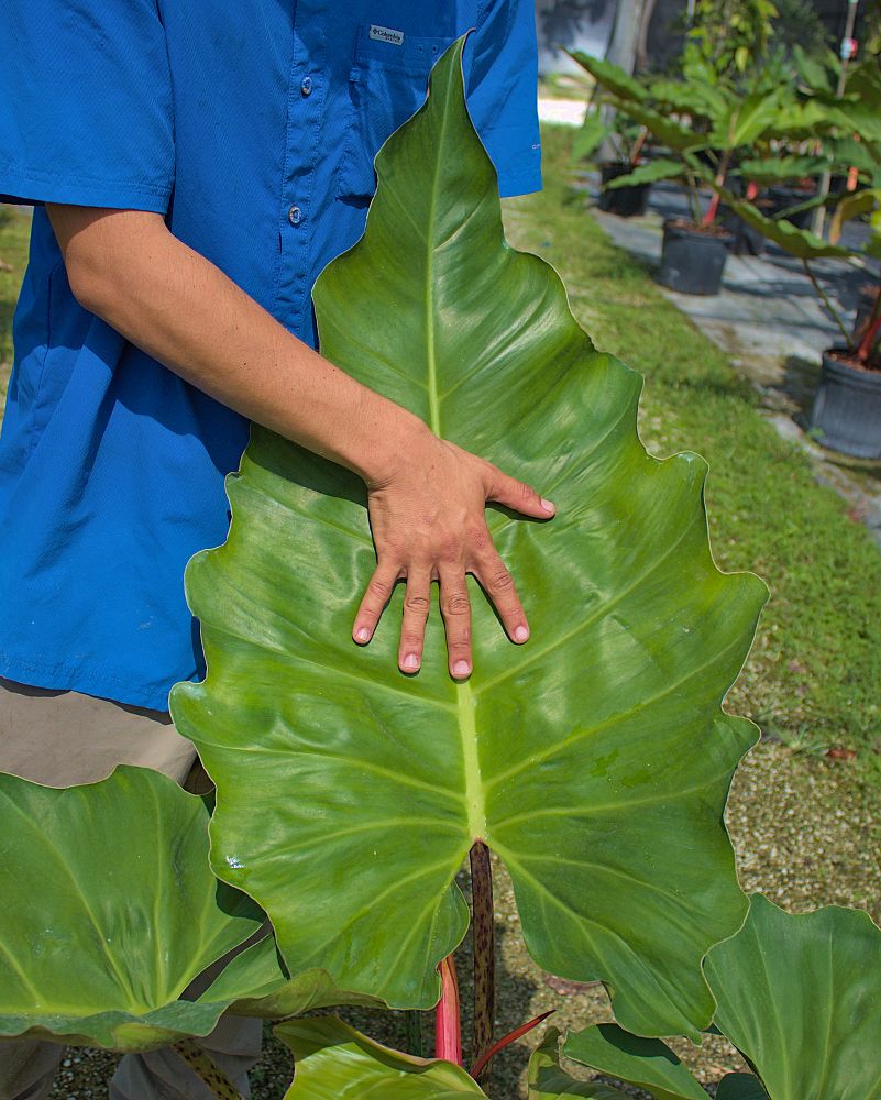 philodendron-weeks-red-hybrid