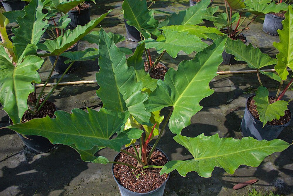 philodendron-weeks-red-hybrid