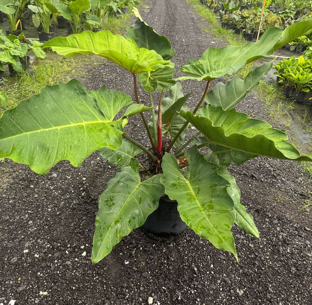 philodendron-weeks-red-hybrid