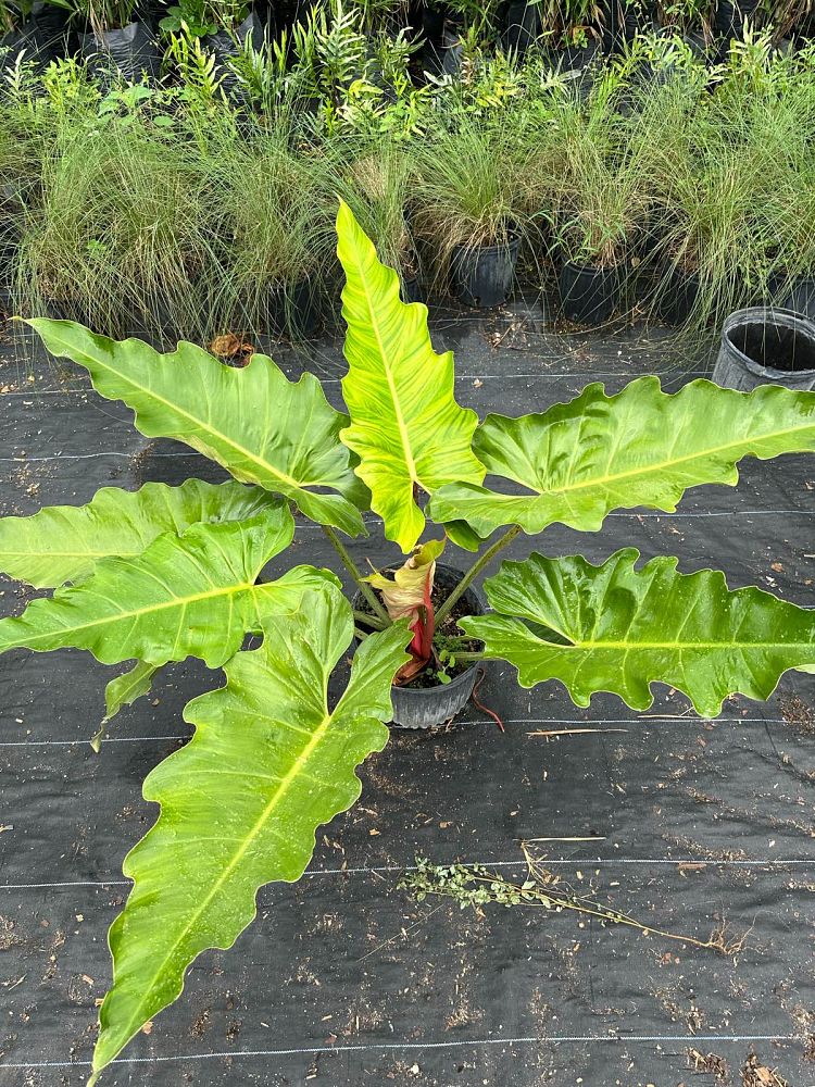 philodendron-weeks-red-hybrid