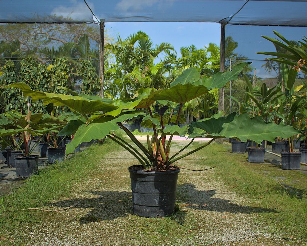 philodendron-weeks-red-hybrid