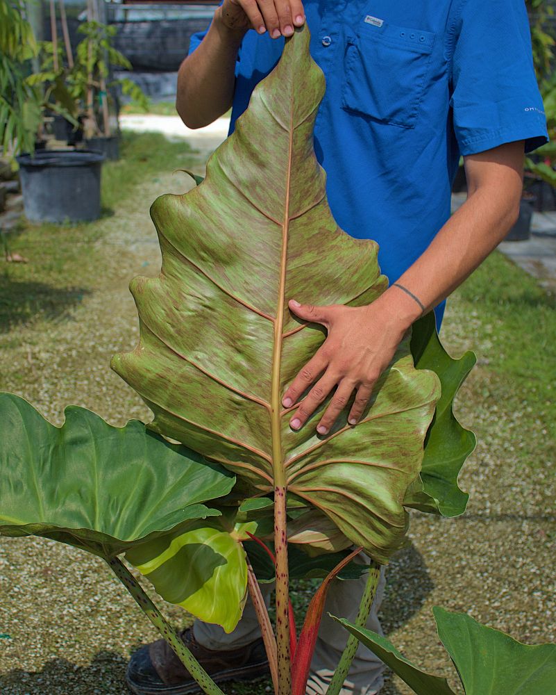 philodendron-weeks-red-hybrid