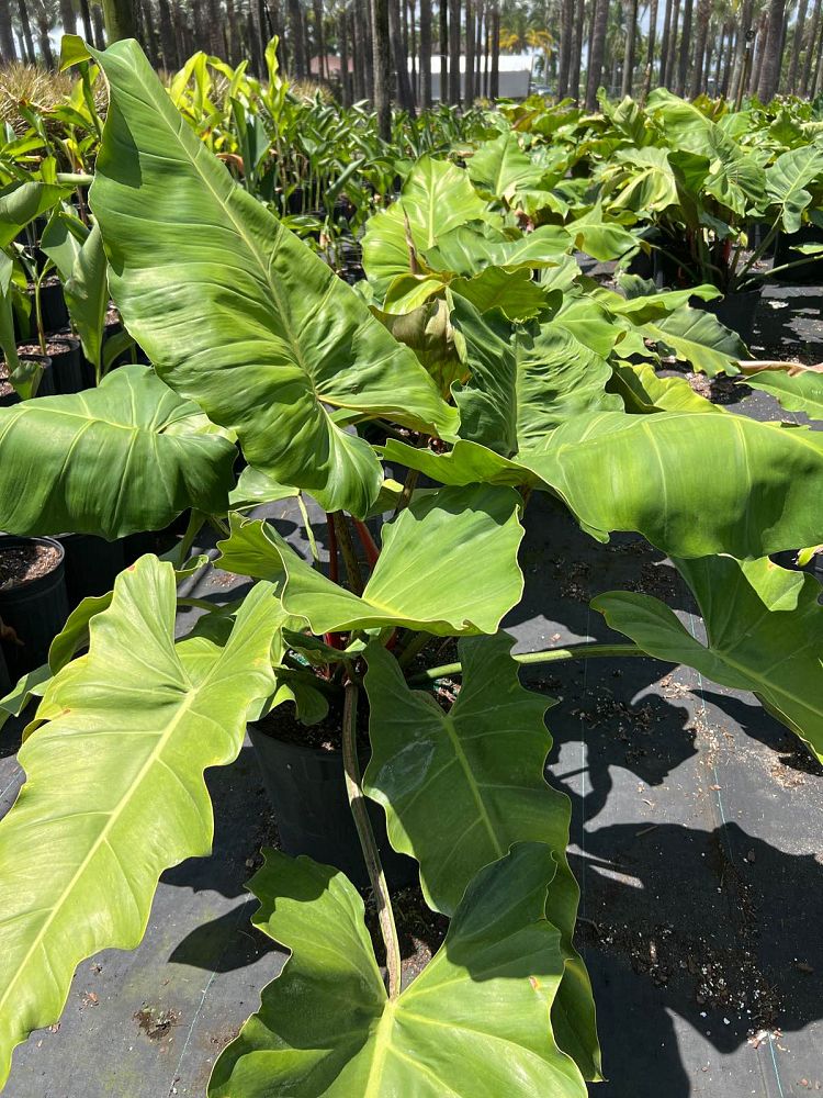 philodendron-weeks-red-hybrid