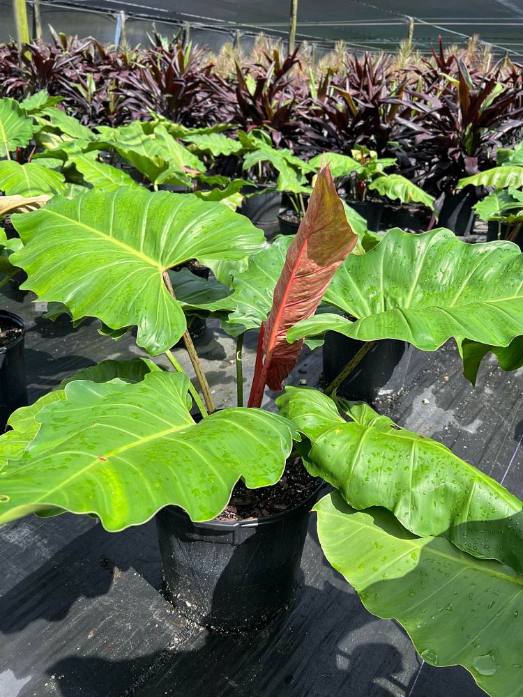 philodendron-weeks-red-hybrid