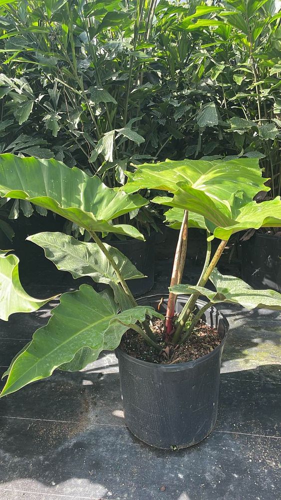 philodendron-weeks-red-hybrid