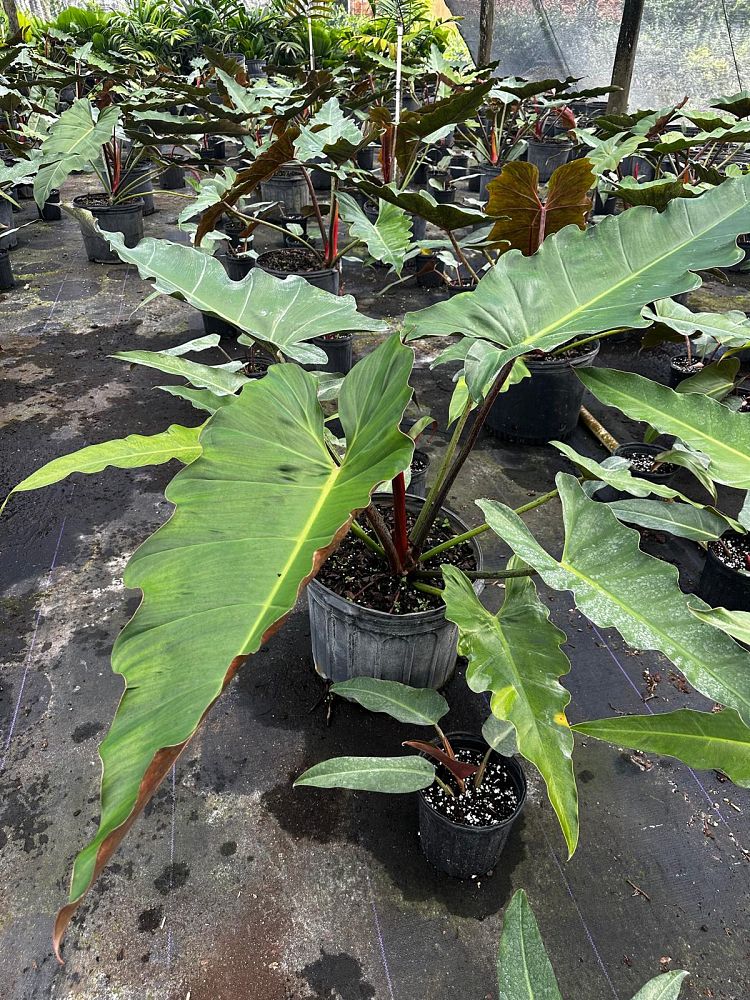 philodendron-weeks-red-hybrid