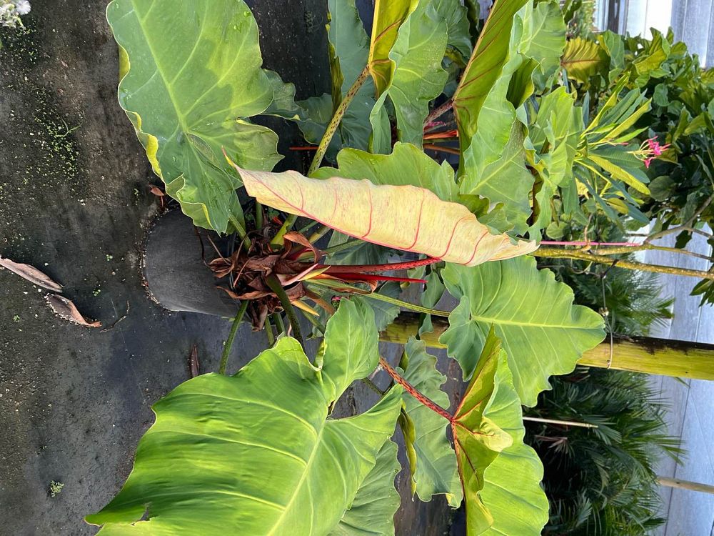 philodendron-weeks-red-hybrid