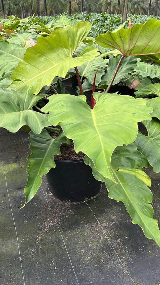 philodendron-weeks-red-hybrid