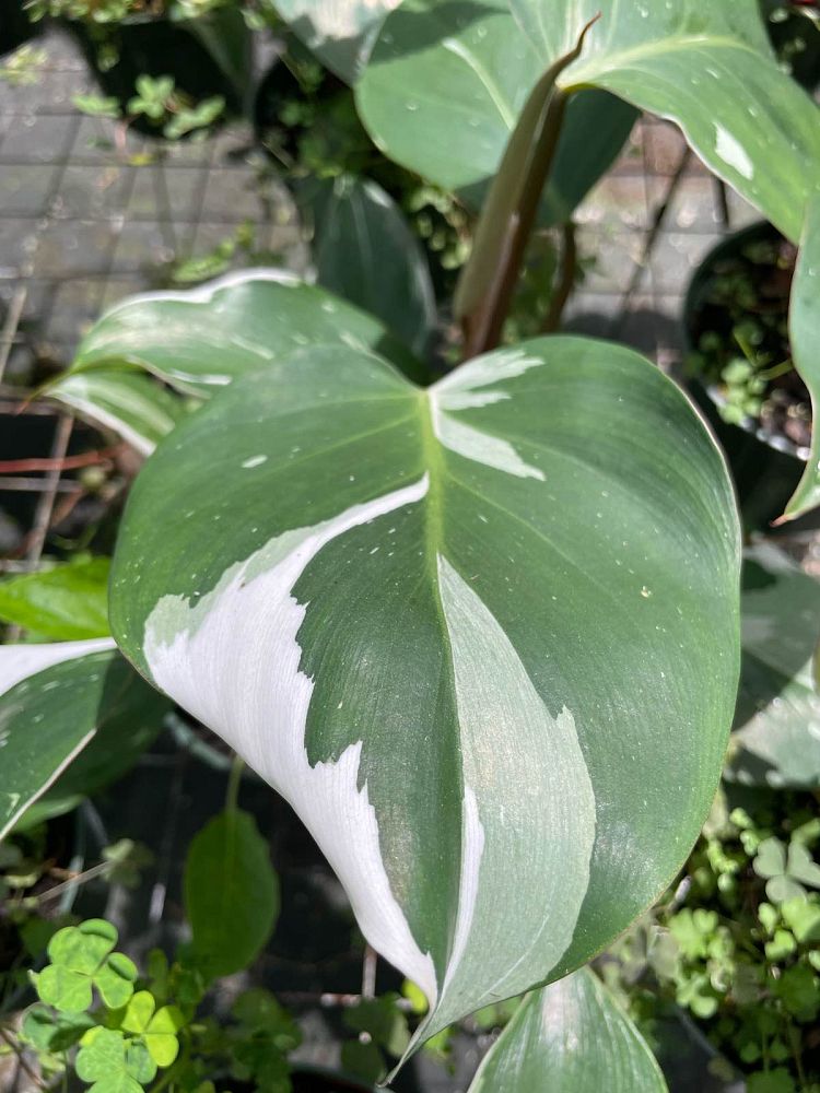 philodendron-white-knight
