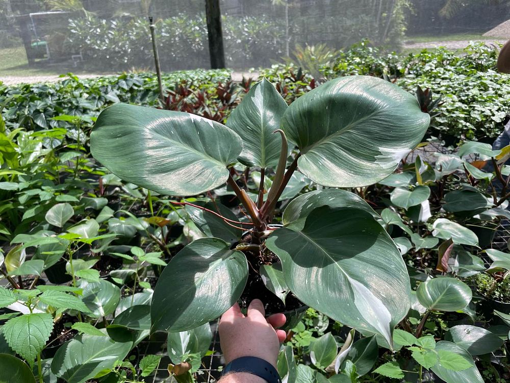 philodendron-white-knight
