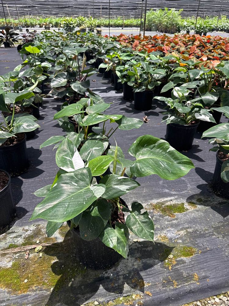 philodendron-white-knight