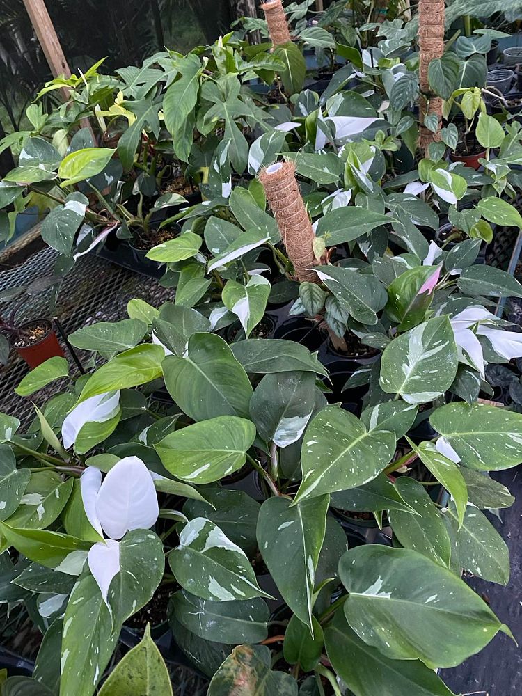 philodendron-white-princess