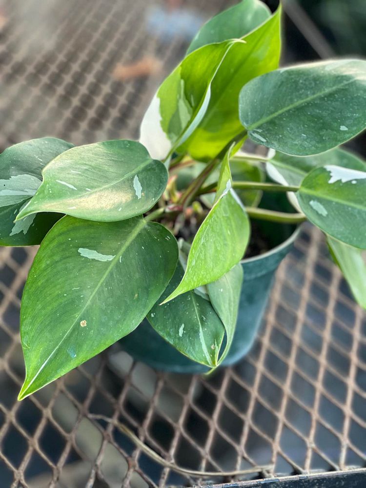 philodendron-white-princess