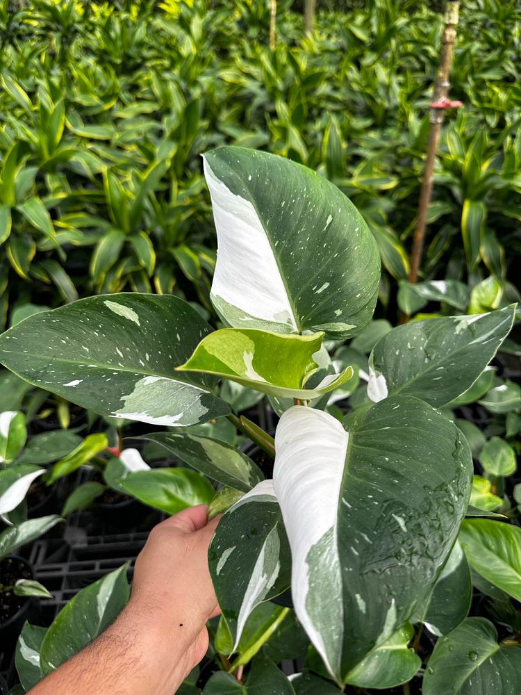 philodendron-white-princess