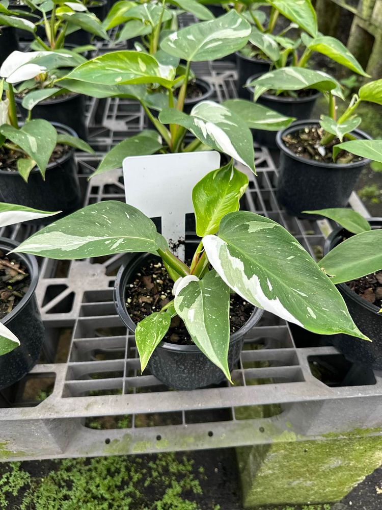 philodendron-white-princess