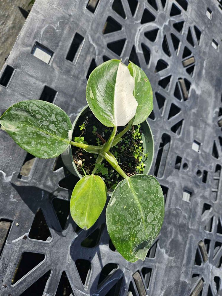 philodendron-white-princess