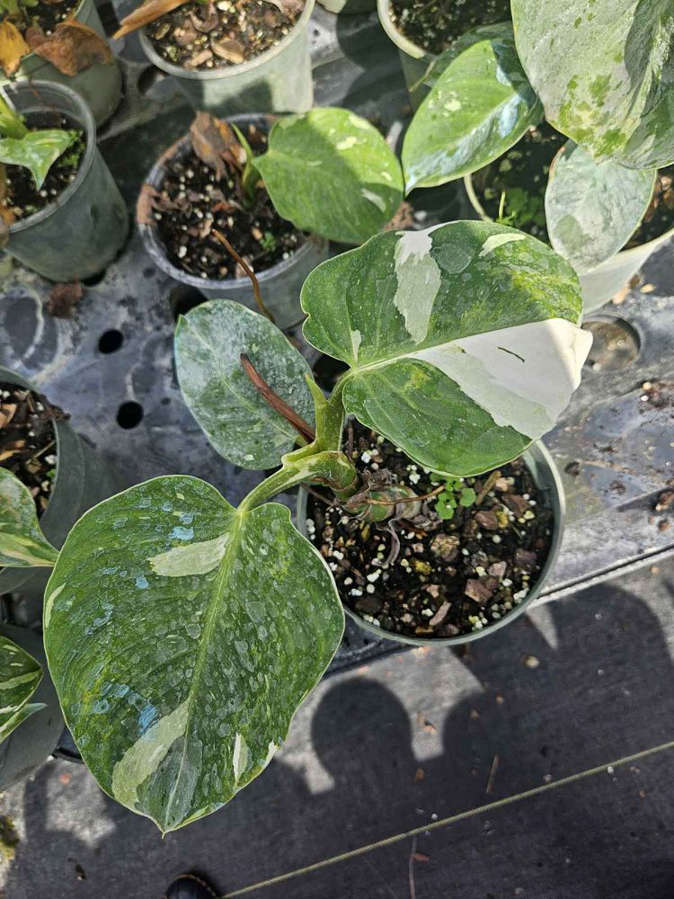 philodendron-white-princess