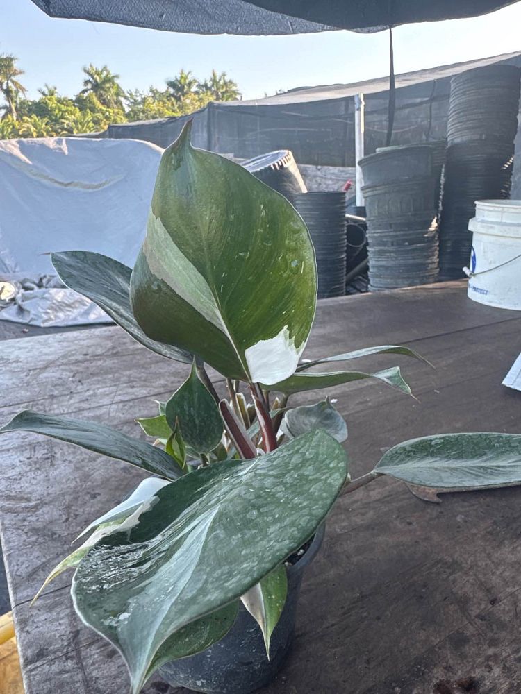 philodendron-white-princess