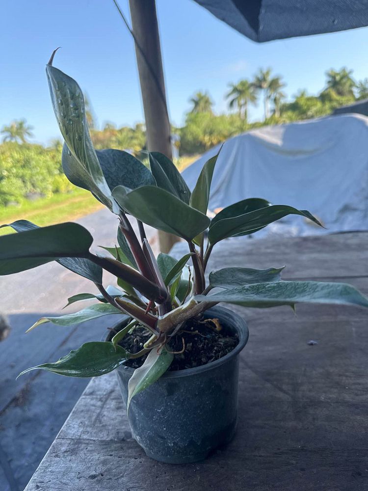 philodendron-white-princess
