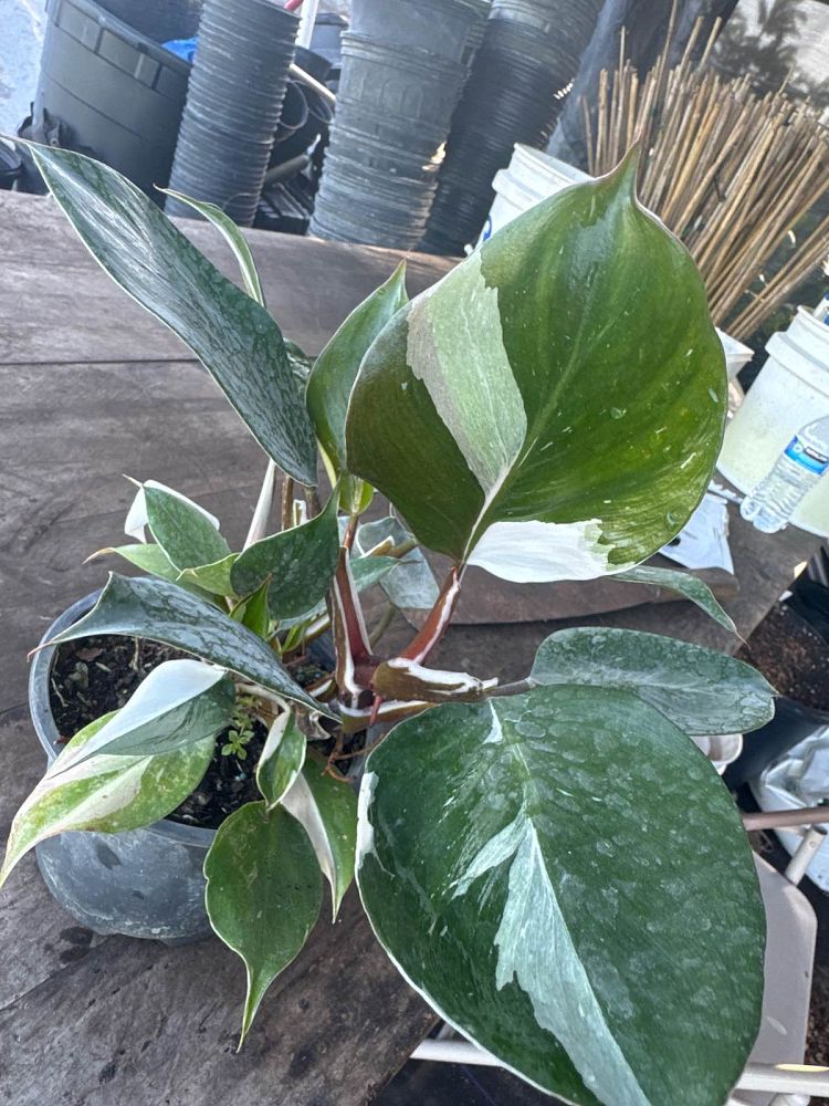 philodendron-white-princess