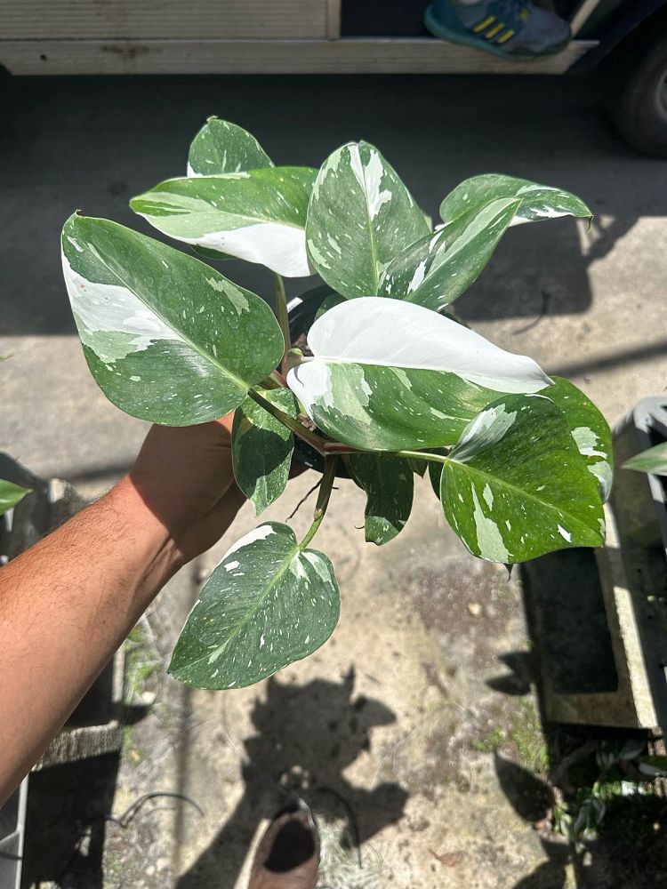 philodendron-white-princess