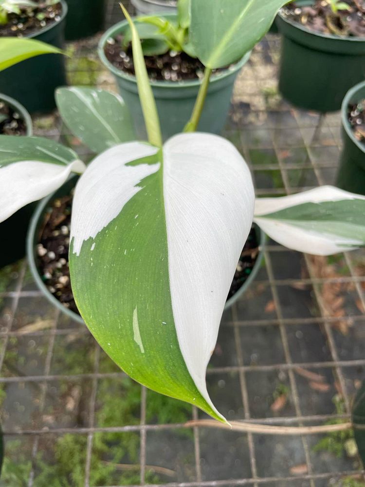 philodendron-white-wizard