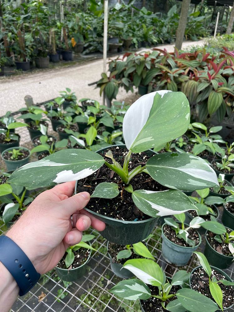 philodendron-white-wizard