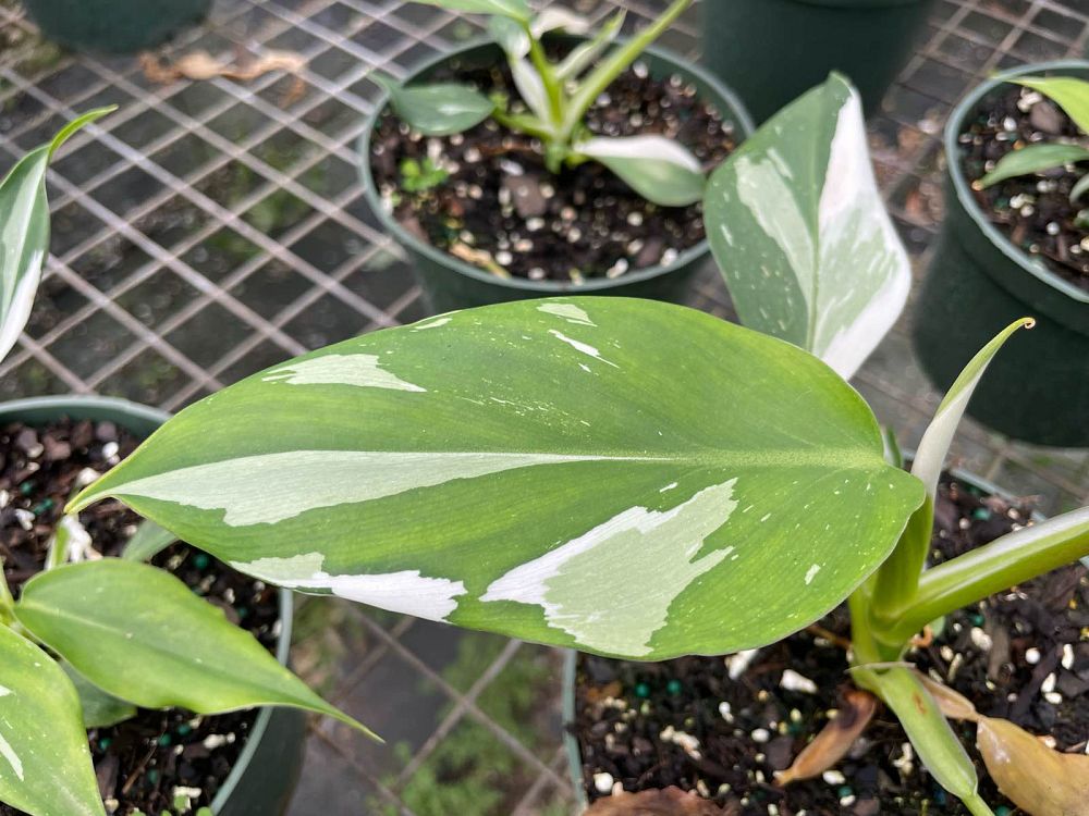 philodendron-white-wizard