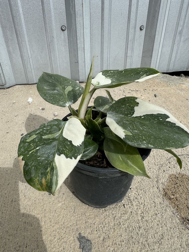 philodendron-white-wizard