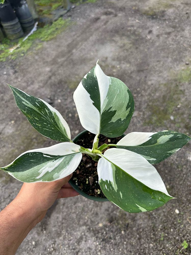 philodendron-white-wizard