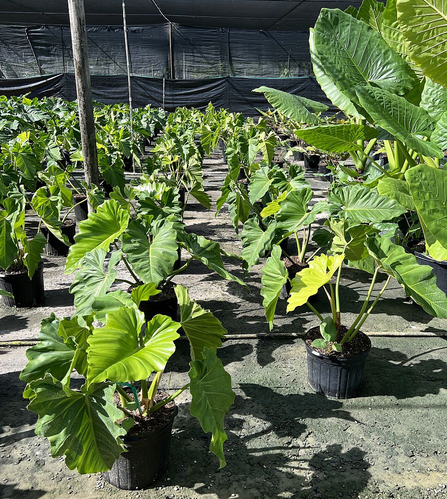 philodendron-wilsonii